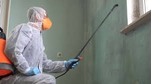 Best Black Mold Removal  in Blplay, AL