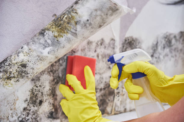 Best Mold Remediation for Healthcare Facilities  in Blplay, AL